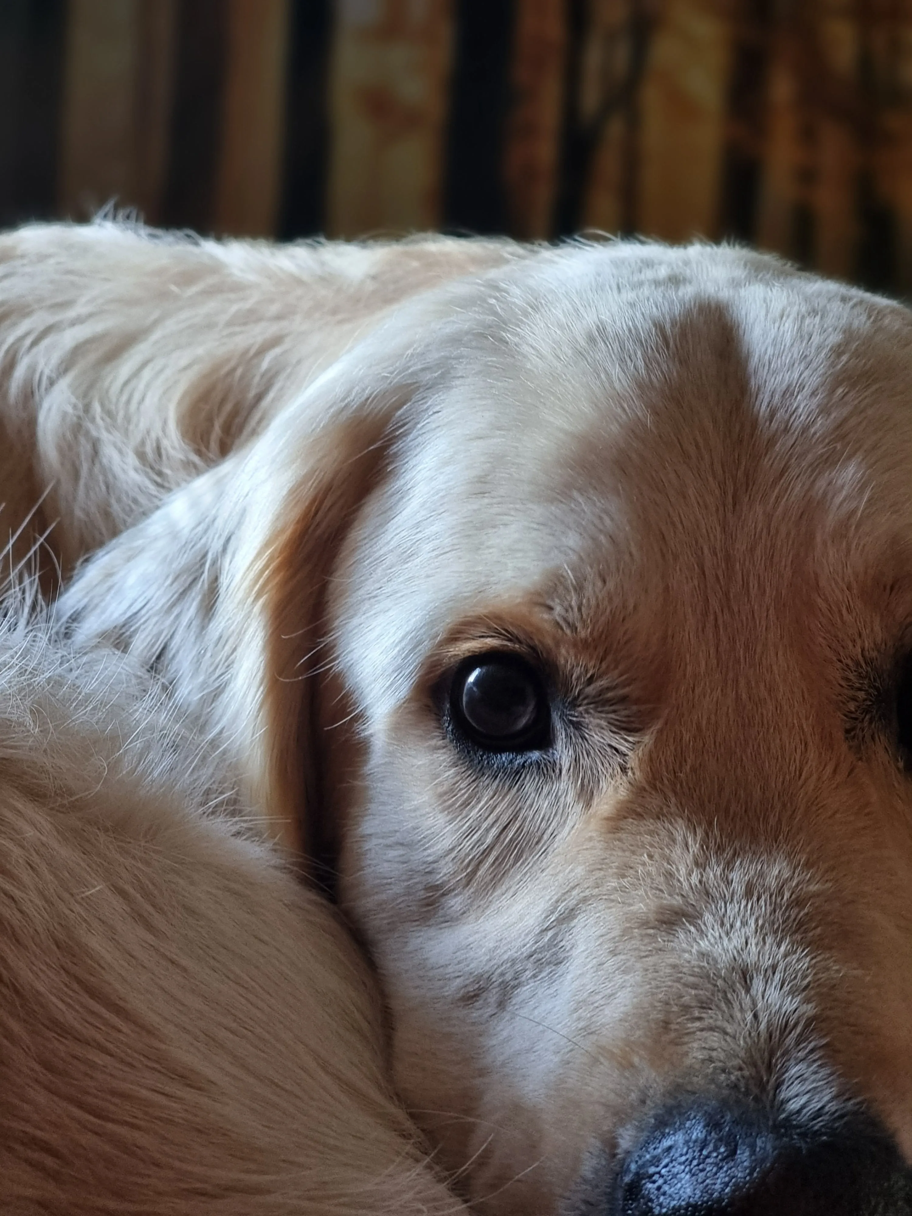 Närbild på en hunds öga med suddig bakgrund (Bentley)